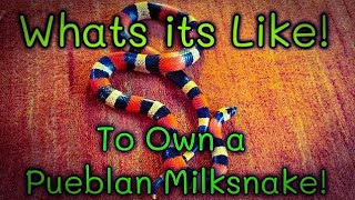 What its like Owning a Pueblan Milksnake [upl. by Milka99]