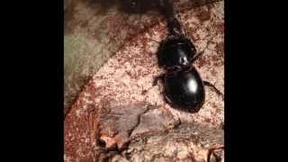 Pasimachus Warrior Beetle feeding 1 [upl. by Noled]