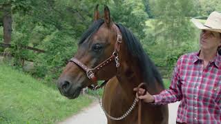 Muey Kali Guy  Stallion at Golden Horse Ranch [upl. by Condon462]