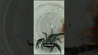 The battle for survival between scorpions and centipedes Which one will win 57 animals wildlife [upl. by Ahseikram512]