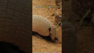 Armadillo Facts animals wildlife nature [upl. by Ardnatal]