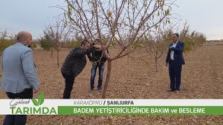 Badem üreticileri Bakteriyel kanser ve İç kurduna karşı uyarıldı [upl. by Mickie]