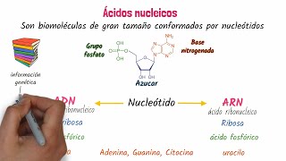 Ácidos nucleicos ADN y ARN [upl. by Oman]