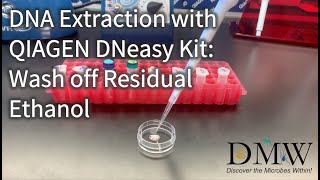 DNA Extraction with QIAGEN DNeasy Kit Wash off Residual Ethanol [upl. by Yrogerg]