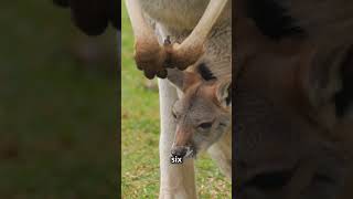 5 Fun Facts About Kangaroos 🦘  Kids YouTube Short  Educational [upl. by Zoes]