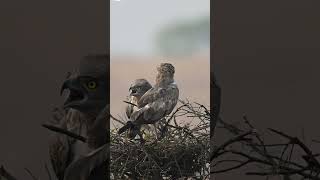 Calling of a short toed snake eagle pair birds wildlife amazing cute thedodo pets eagles [upl. by Strep]