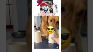 Dog Fooled By Magic Trick Funny Doggie Reaction By Chopsicle The Dog [upl. by Immij]