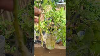 Free Tomato Plants Easy Tomato Plant Propagation [upl. by Fredia]