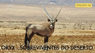 Oryx  Sobreviventes do deserto africano [upl. by Ennayrb]