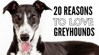 20 Things I Love About My Greyhounds [upl. by Dilly]