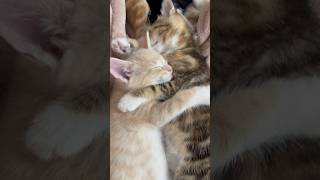 Kittens Cuddling 🐱🥰  Week 6  Short 174 cat kitten animals cute dailyvlog [upl. by Day9]