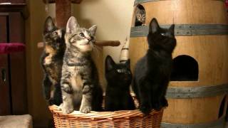 HD Kitten Dance  Dansende Kittens [upl. by Ramma]