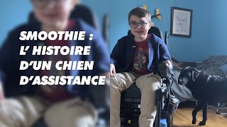 Reportage  Smoothie  lhistoire dun chien dassistance [upl. by Anemix]