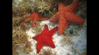 Have You Ever Seen Starfish Moving  Watch it [upl. by Amuh]