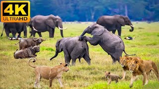 4K African Animals Mudumu National Park  Relaxing Music With Video About African Wildlife [upl. by Levitan219]