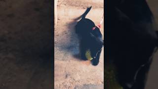 Dog ball ke sath khelte huedog trending comedyshorts [upl. by Viviyan]