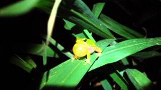 Litoria fallax calling [upl. by Ahsataj]