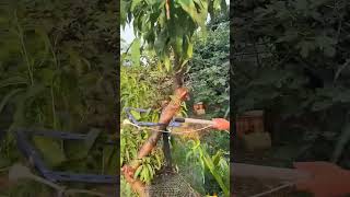 Aerial tether process for correcting tilted trees [upl. by Bauer840]