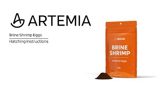 How to Hatch Live Brine Shrimp  Quick Tutorial [upl. by Nesral]