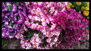 Fitzroy Gardens  The Conservatory Schizanthus  Calceolaria 🌼 [upl. by Paulina790]