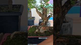 My Tugas Molave Bonsai Material with Initial Selected Branches and Partial Wiring [upl. by Melissa189]