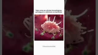 Como as Células Imunológicas Eliminam Bactérias 🦠 ciência bacteria biology [upl. by Yleme]