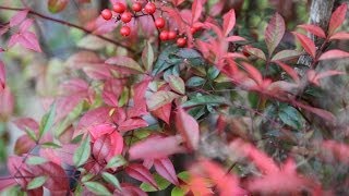 Nandina Domestica  planteztopfr [upl. by Albertine]