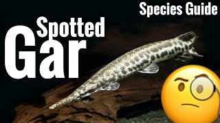 Spotted Gar Aquarium Care [upl. by Ynaffital]