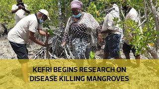 Kefri begins research on disease killing mangroves [upl. by Leunas]