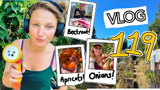 Ep119  Its HOT Late Seed Sowing and harvesting Apricots Onions and Beetroot  Plot 37 [upl. by Featherstone]