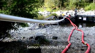 Whooshh  Washougal 120 ft Fish Transport System [upl. by Dnar589]