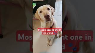 Innocency ♥️🥰🐕🐾🐾 love youtubeshorts dog dogowner petlover pets cutebaby [upl. by Sams83]