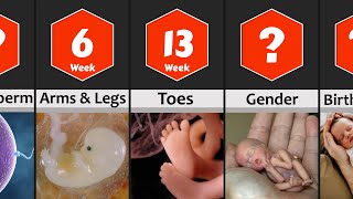 Pregnancy Week by Week Baby Development from 0 to 9 Months [upl. by Yup806]