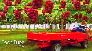 Amazing Grape Farming And Grape Picking Technology  Grape Harvest Machine [upl. by Dlanigger871]