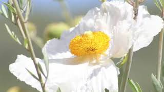 How to Grow Matilija Poppy Romneya Coulteri [upl. by Elaine]