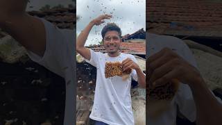 😂🐝 Honey hunters 🥵😱￼ bee honey madhumakhi [upl. by Oira738]