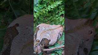 Snake Gaboon Viper [upl. by Levana]