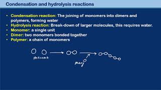 molbio monomers dimers polymers [upl. by Einuj21]