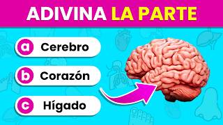 Identifica las PARTES y ÓRGANOS del Cuerpo por la IMAGEN 🫁🤔✅  Test del Cuerpo Humano🧍‍♂️🧍‍♀️ [upl. by Naghem230]