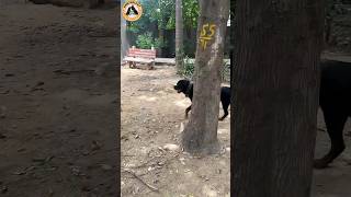 Rottweiler Bubzee Ne Tree Ke Piche Se Banayi Attack Ki Saazish shorts dogs rottweiler trending [upl. by Ardnalahs380]