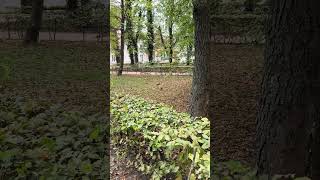 Squirrels forage for food in the Royal Łazienki Park  Белки добывают еду в Королевских Лазенках [upl. by Narrad654]