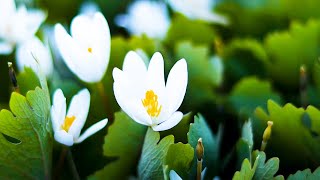 Beautiful Relaxing Music  quotSnowdrops in Springquot [upl. by Bennett]