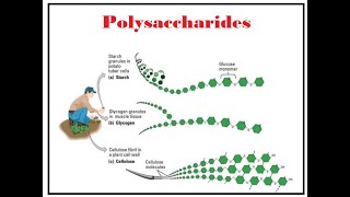 Carbohydrates Lecture 7 Polysaccharides and their types [upl. by Adnilab]