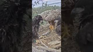 birds hyena hiphopmusic funny hyenas musicgenre animals wildebeest musicstyle sad [upl. by Lenrad]