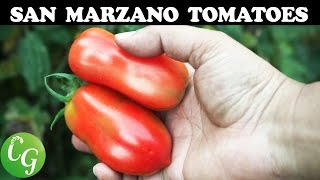 Best Roma Tomatoes  Growing San Marzano Roma Tomato [upl. by Gurl]