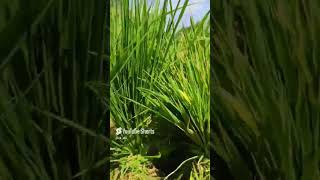 Vivasayam whatsapp status agriculture🌾 [upl. by Annig]