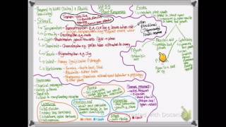 OCR A LEVEL BIOLOGY  UNIT 55 PART 1  PLANT RESPONSES [upl. by Zednanref]