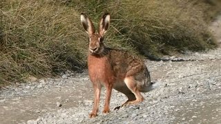 Chasse du lièvre aux chiens courants [upl. by Inilahs]