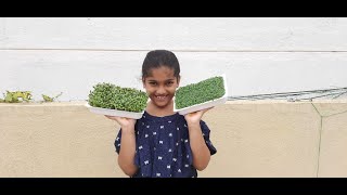 How To Grow Microgreens With Chia and Flax Seeds [upl. by Sirkin]