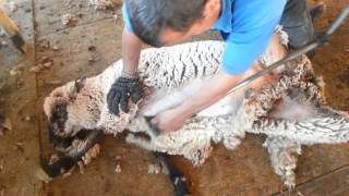 Jaime Rios sheep shearing California [upl. by Ennaed]